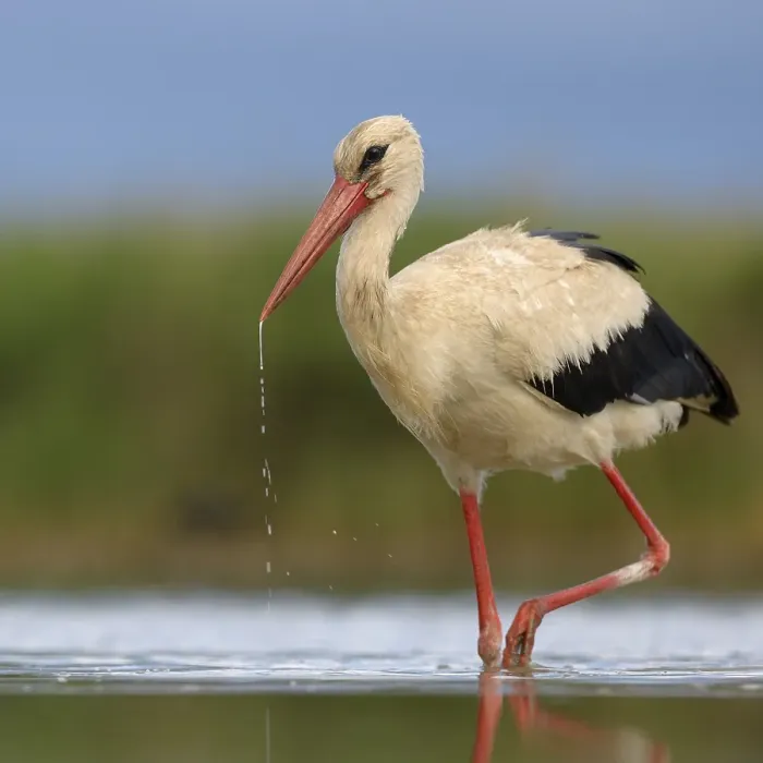 Framed Print : White Stork (Ciconia ciconia) foraging