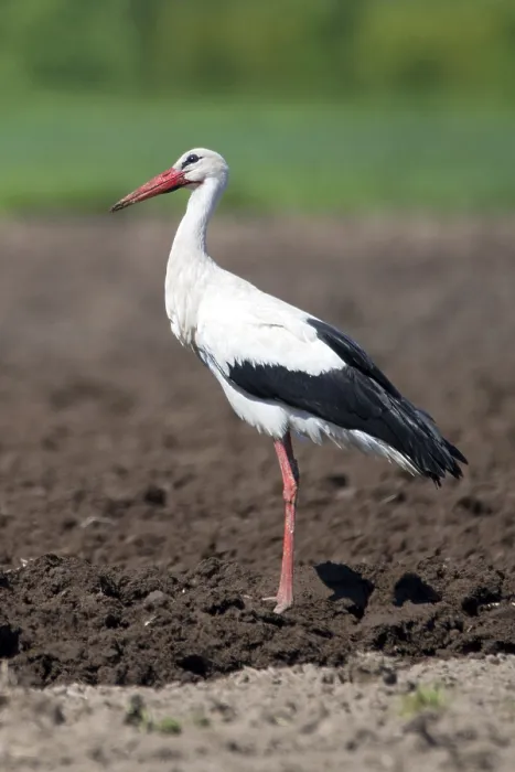 Framed Print : White stork (Ciconia ciconia), foraging in a field