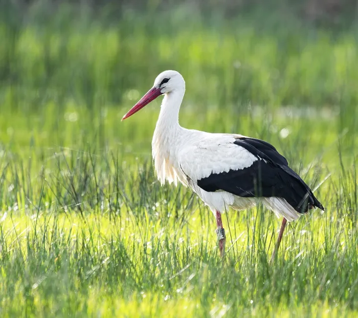 Framed Print : White stork (Ciconia ciconia) foraging in a meadow