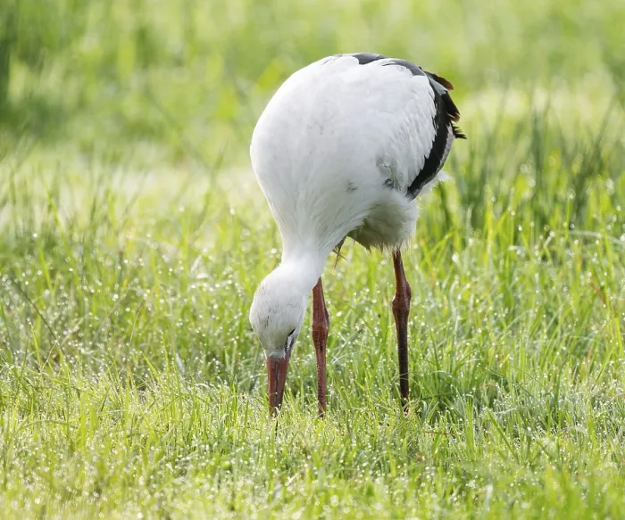 Framed Print : White stork (Ciconia ciconia) foraging in a meadow
