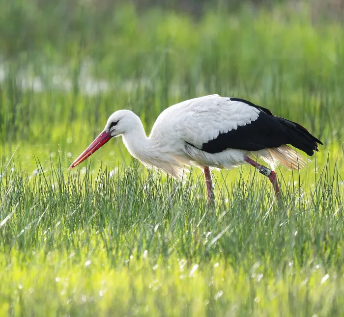 Framed Print : White stork (Ciconia ciconia) foraging in a meadow
