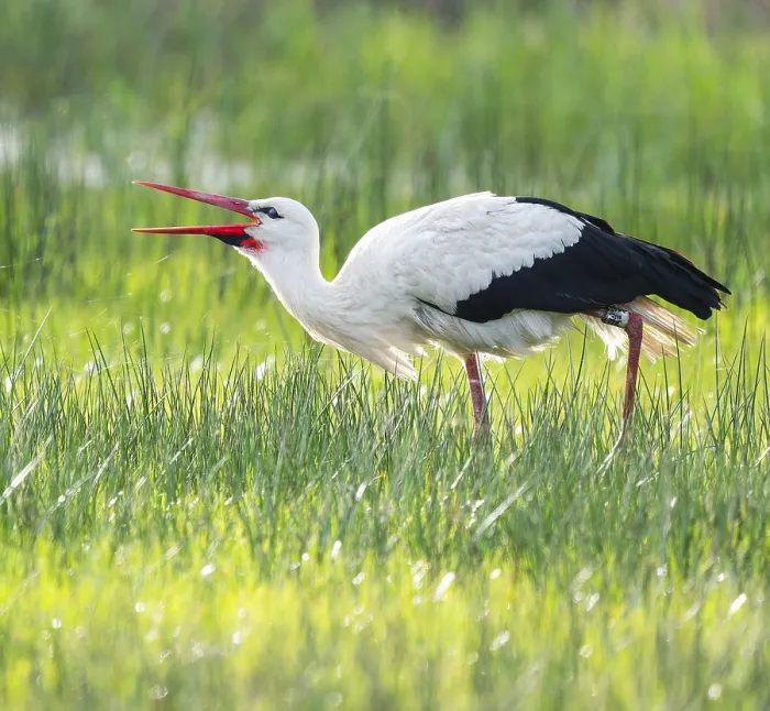 Framed Print : White stork (Ciconia ciconia) foraging in a meadow