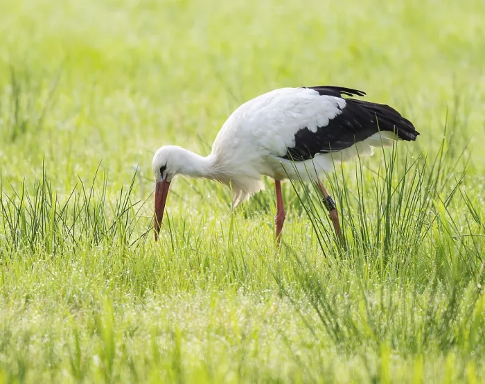 Framed Print : White stork (Ciconia ciconia) foraging in a meadow in the early morning