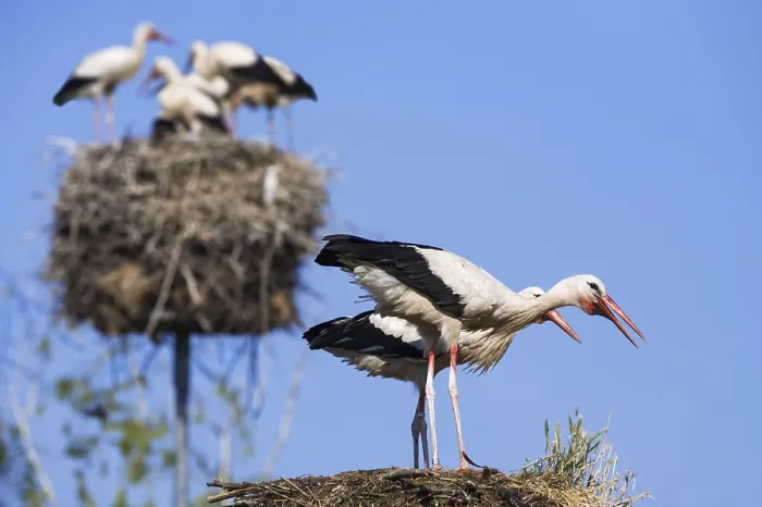 Framed Print : White stork (Ciconia ciconia), Germany