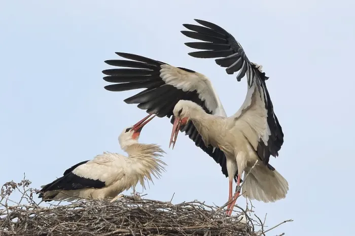 Framed Print : White Stork (Ciconia ciconia) landing on the nest