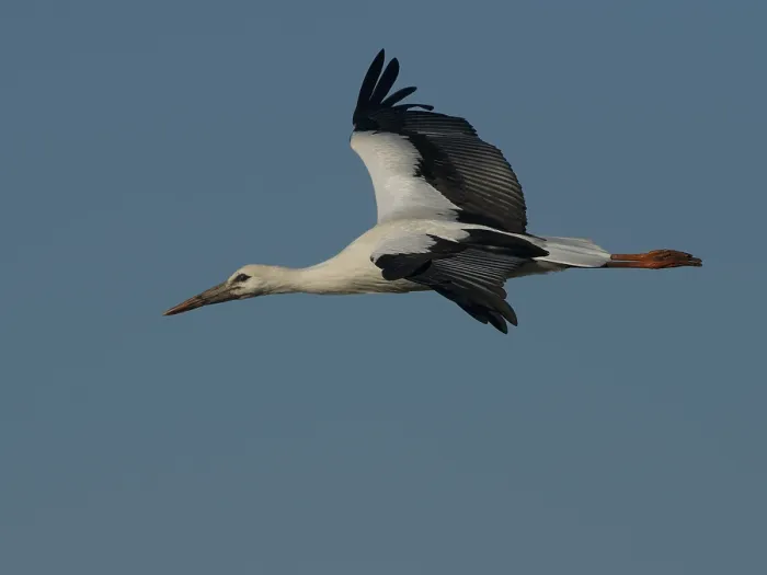 Framed Print : White Stork (Ciconia ciconia), Lesbos