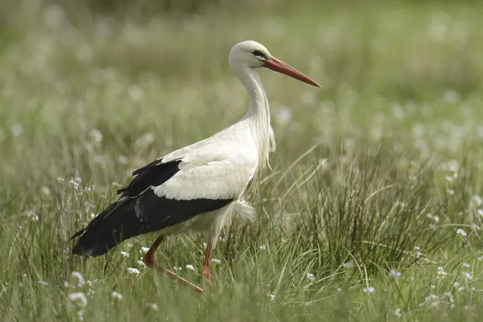 Framed Print : White Stork (Ciconia ciconia), Lower Saxony