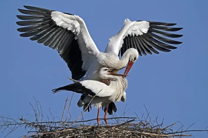 Framed Print : White stork (Ciconia ciconia) mating on the nest