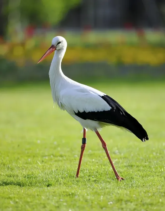 Framed Print : White Stork (Ciconia ciconia) in a meadow