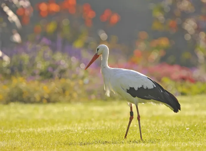 Framed Print : White stork (Ciconia ciconia) in a meadow