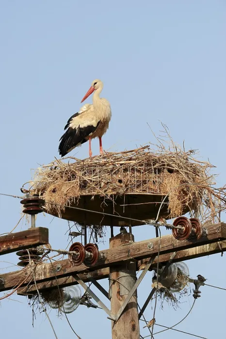 Framed Print : White Stork (Ciconia ciconia) in nest on power pole