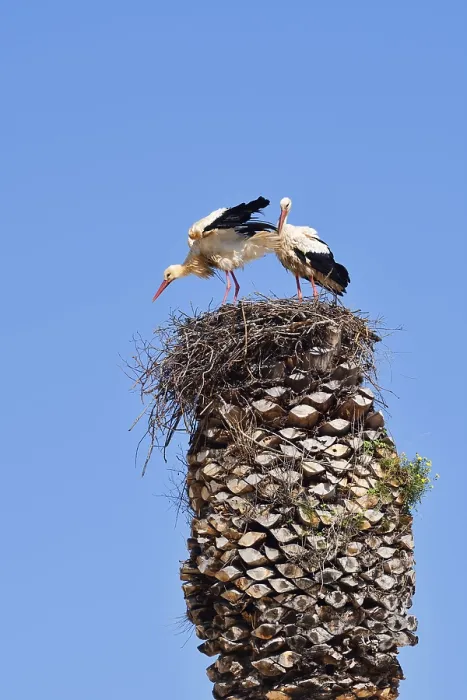 Framed Print : White stork (Ciconia ciconia), pair in a nest on a palm tree