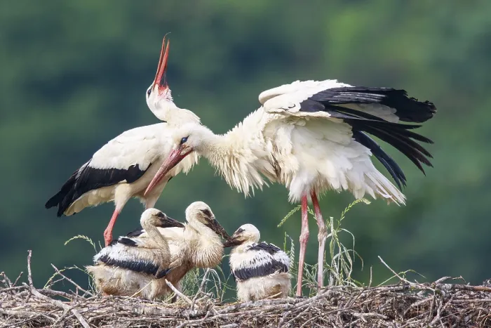 Framed Print : White Stork (Ciconia ciconia) pair with young in nest