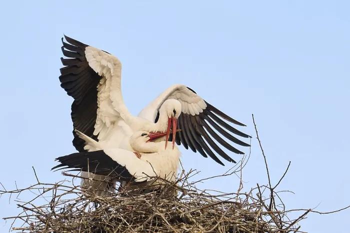 Framed Print : White stork (Ciconia ciconia) pairing on a nest on a tower