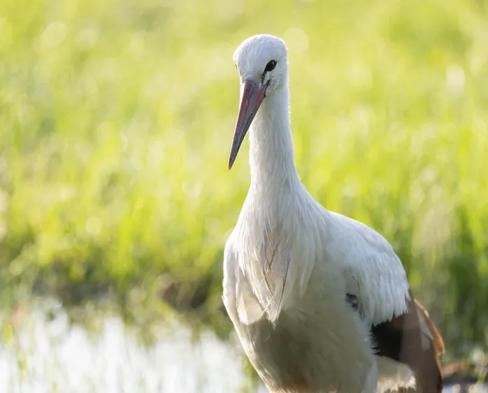 Framed Print : White stork (Ciconia ciconia), portrait