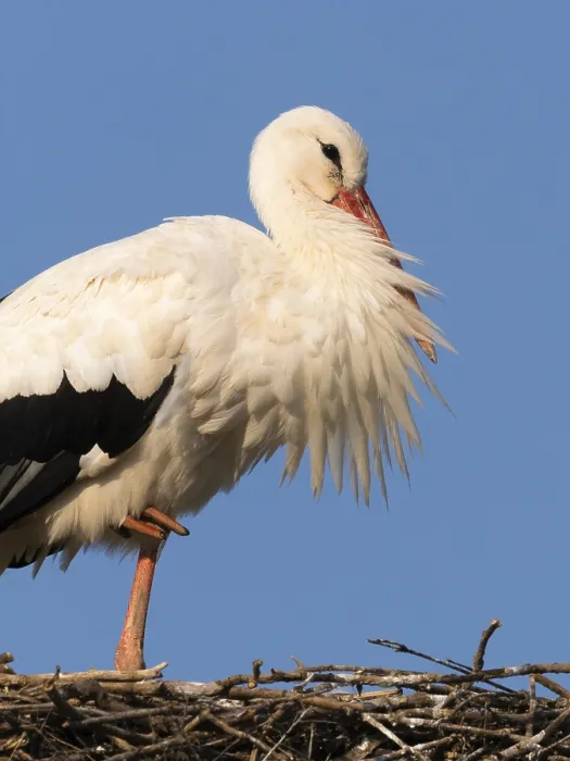 Framed Print : White stork (Ciconia ciconia), portrait of a bird at rest