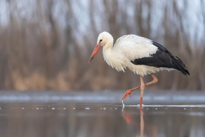 Framed Print : White stork (Ciconia ciconia) rattles stork