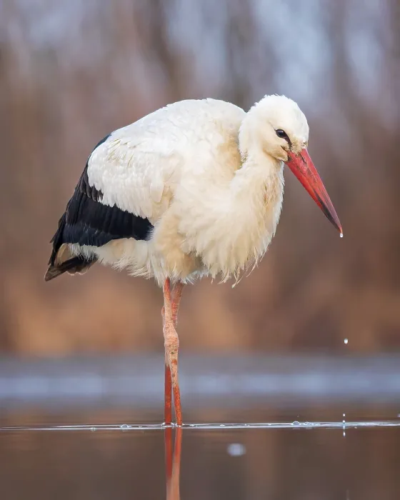 Framed Print : White stork (Ciconia ciconia) rattles stork