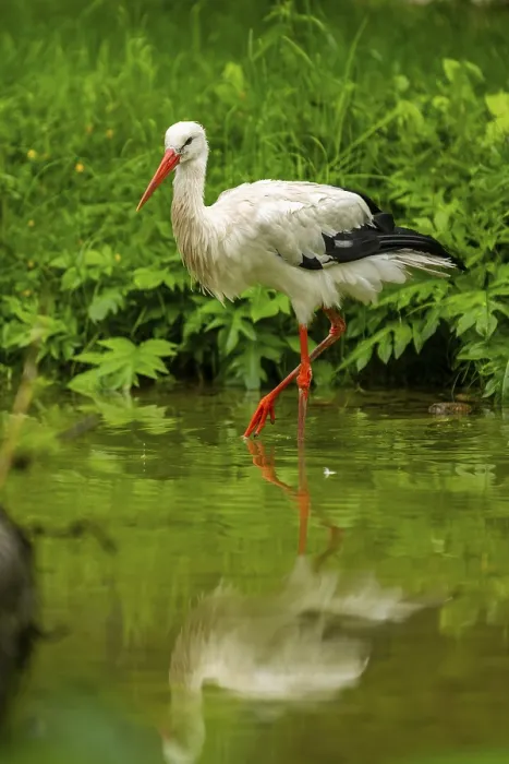 Framed Print : White stork (Ciconia ciconia) standing in a little lake