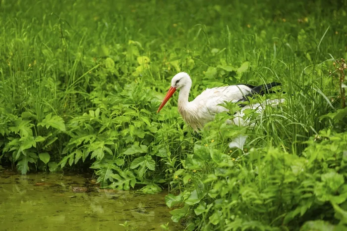 Framed Print : White stork (Ciconia ciconia) standing in a little lake