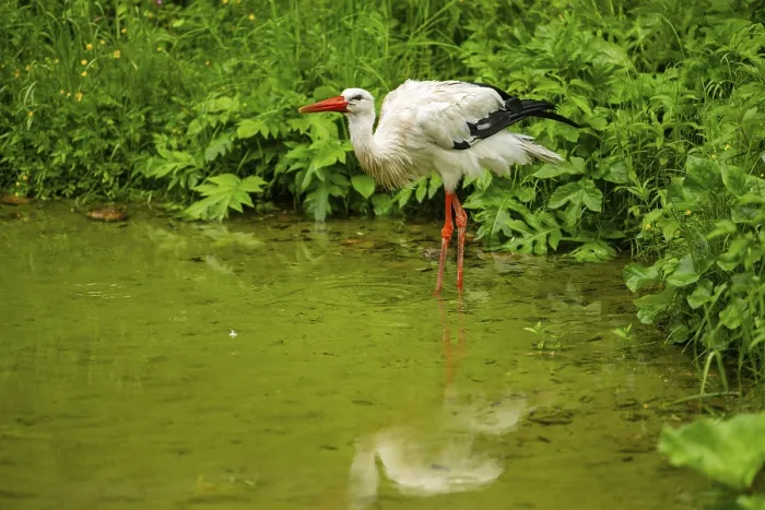 Framed Print : White stork (Ciconia ciconia) standing in a little lake