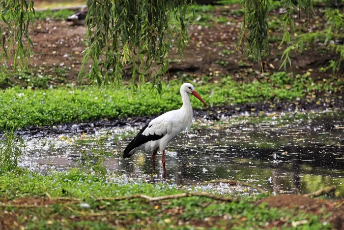 Framed Print : White stork (Ciconia ciconia) standing in a pond