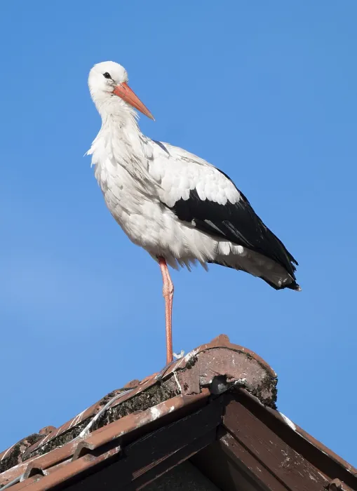 Framed Print : White stork (Ciconia ciconia) standing on the roof of a house
