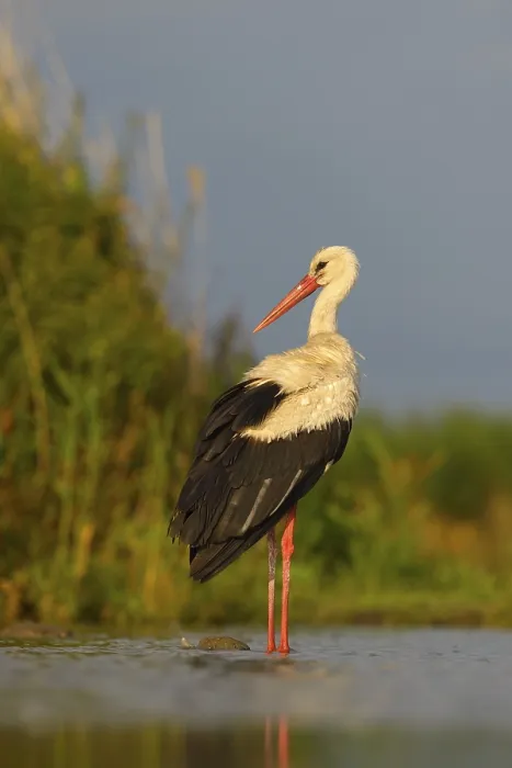 Framed Print : White Stork (Ciconia ciconia), stork resting in the morning light
