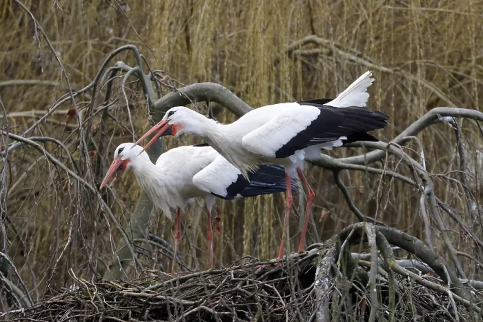 Framed Print : White stork (Ciconia ciconia) two storks on their nest