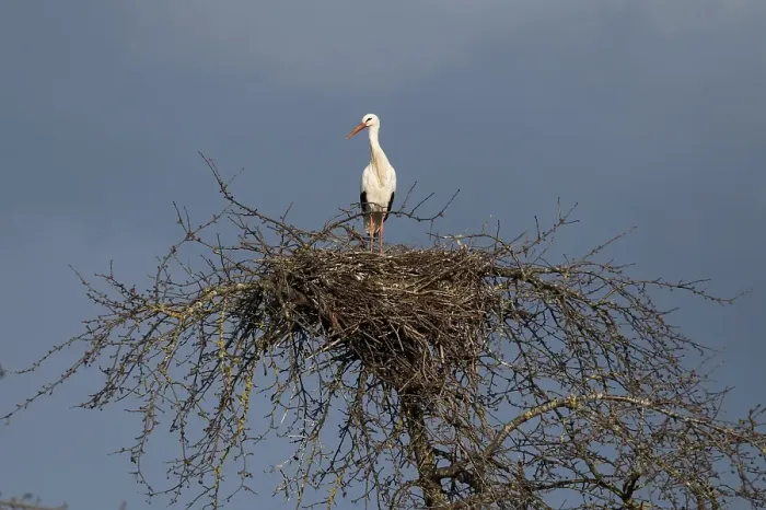Framed Print : White stork (Ciconia ciconia) on tree nest