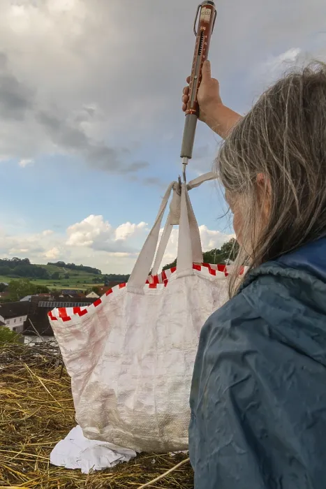 Framed Print : White stork (Ciconia ciconia) being weighed in a bag