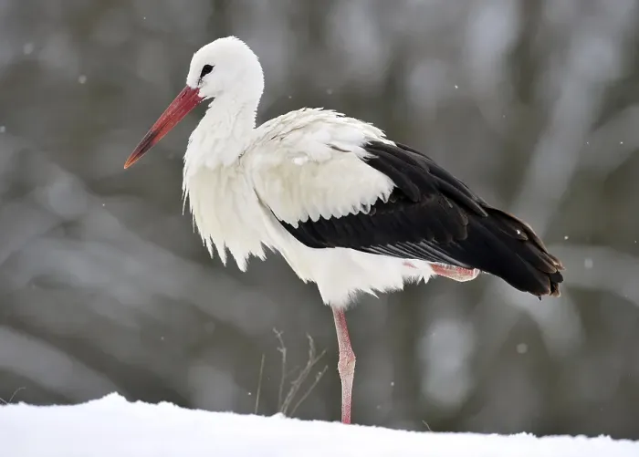Framed Print : White Stork (Ciconia ciconia) in winter