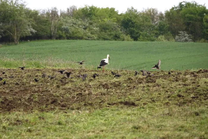 Framed Print : White stork in a field, spring, Germany, Europe