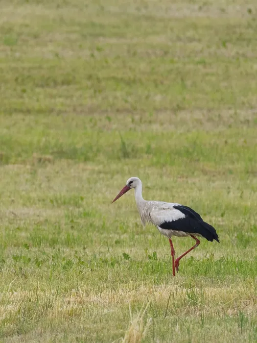 Framed Print : A white stork looking for food