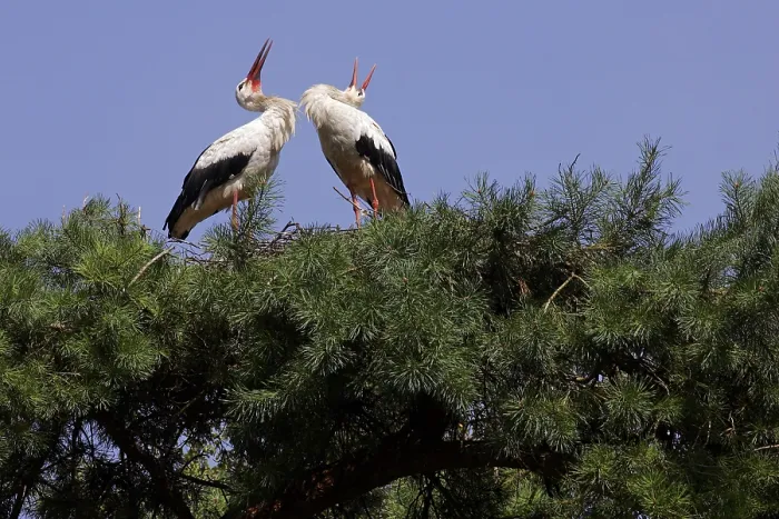 Framed Print : White stork - a pair of white storks nesting on a tree (Ciconia ciconia)