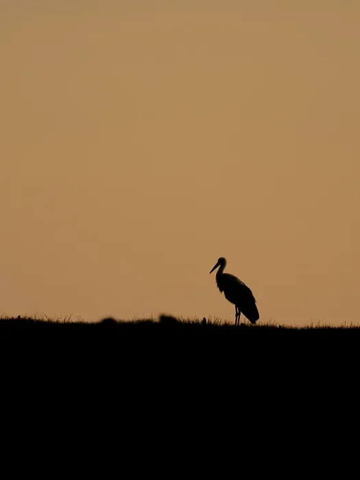 Framed Print : A white stork at sunset, Mecklenburg-Western Pomerania