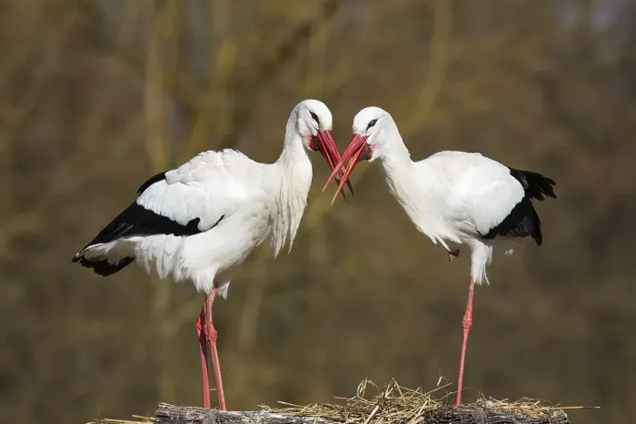 Framed Print : White Storks (Ciconia ciconia)