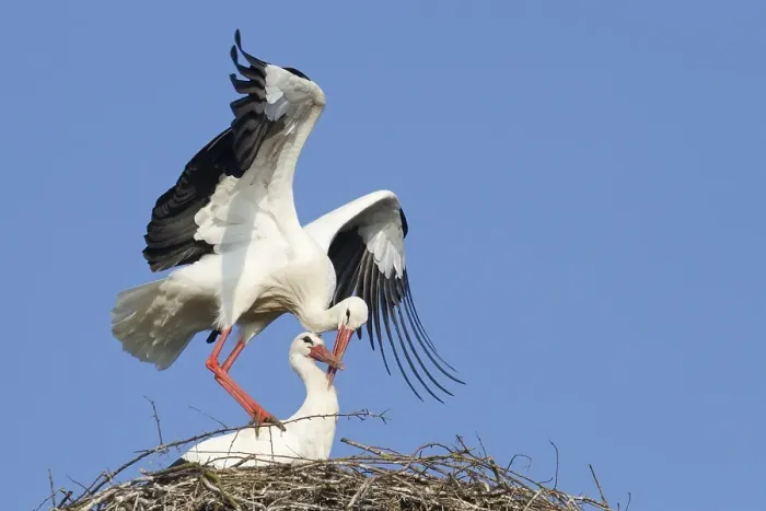 Framed Print : White Storks (Ciconia ciconia)