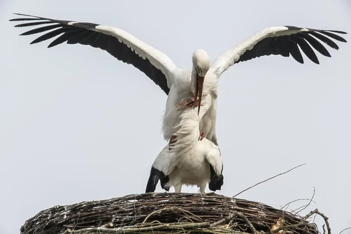 Framed Print : White storks (Ciconia ciconia)