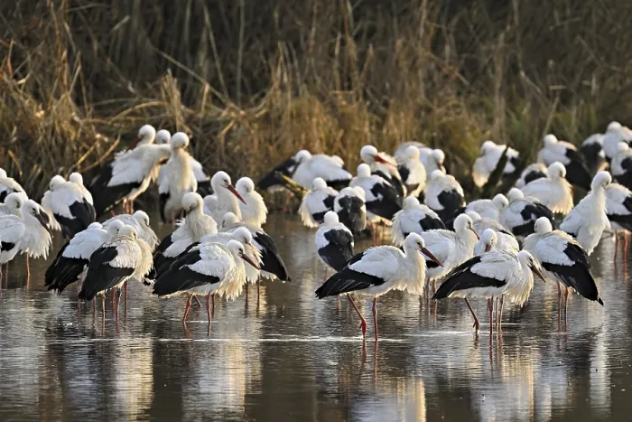 Framed Print : White storks (Ciconia ciconia)