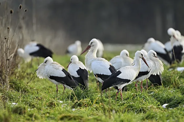 Framed Print : White storks (Ciconia ciconia)
