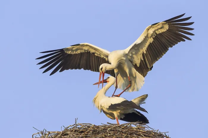 Framed Print : White Storks (Ciconia ciconia)