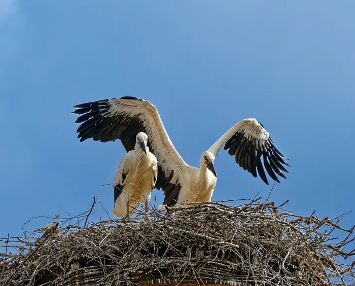 Framed Print : White storks (Ciconia ciconia)