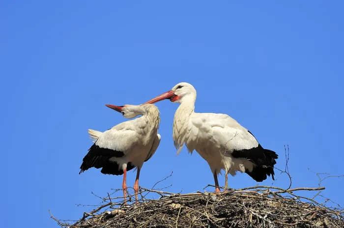 Framed Print : White Storks (Ciconia ciconia)