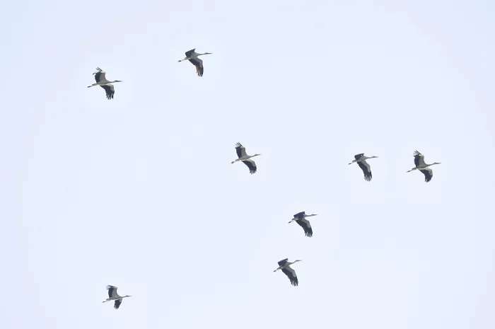 Framed Print : White storks (Ciconia ciconia)