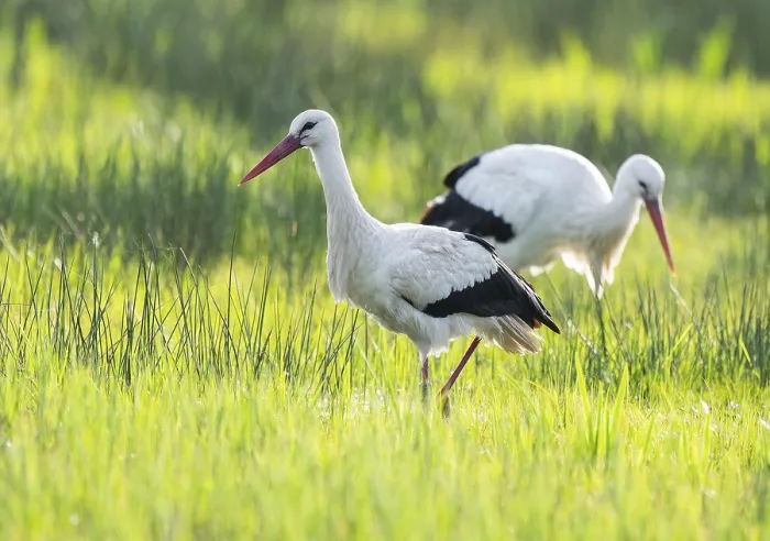 Framed Print : White storks (Ciconia ciconia) foraging in a meadow