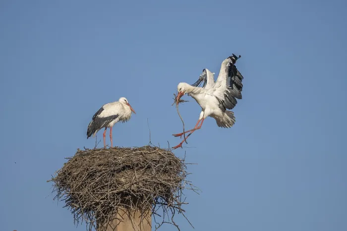 Framed Print : Two white storks (ciconia ciconia) can be seen in a tree