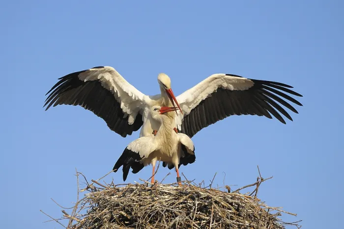 Framed Print : White storks mating, Ciconia ciconia
