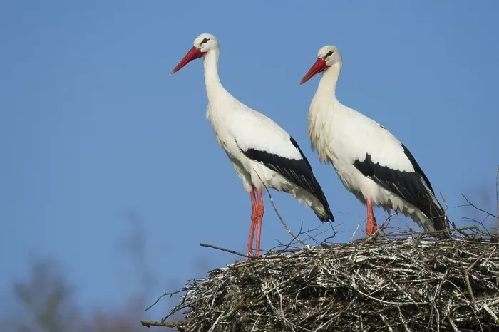 Framed Print : White storks at the nest (Ciconia ciconia)