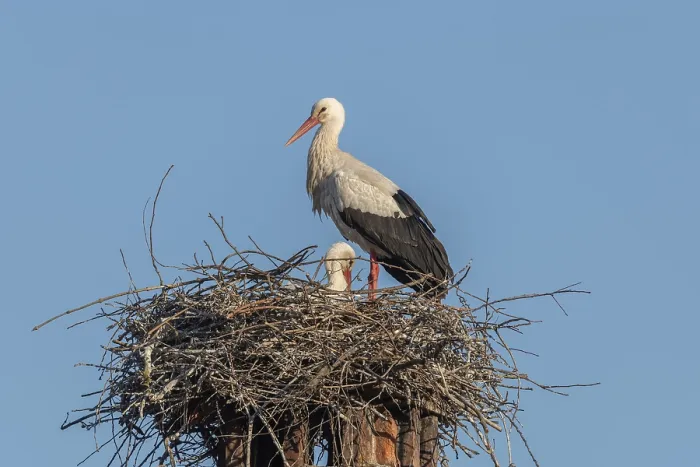 Framed Print : White Stork's nest (Ciconia ciconia) on a chimney in a village in spring